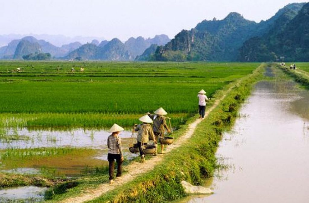 Bài mẫu viết về cuộc sống nông thôn bằng tiếng Anh