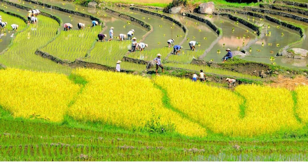Từ vựng thường dùng để viết về cuộc sống ở nông thôn bằng tiếng Anh